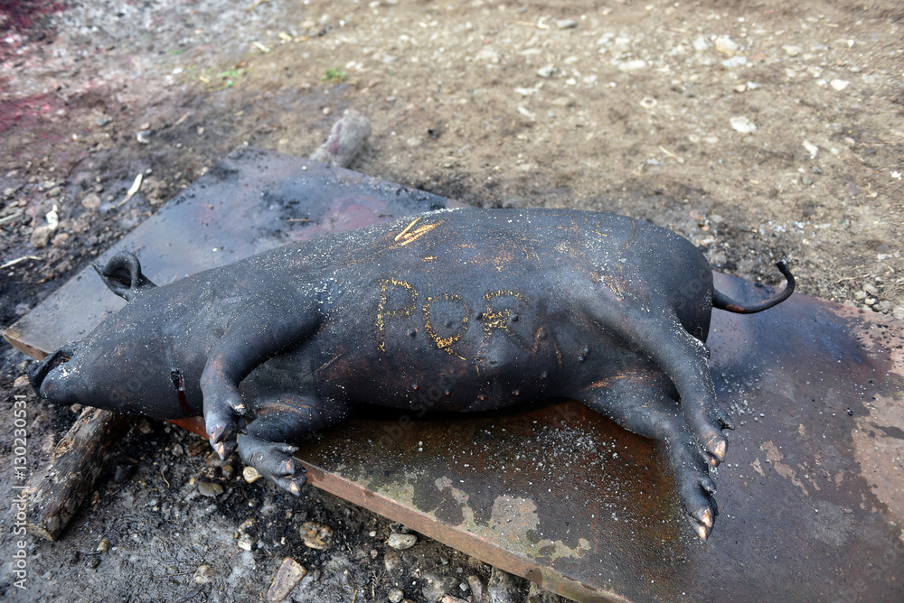 Slaughtered pig. Burned pig prepared for traditional butchering
