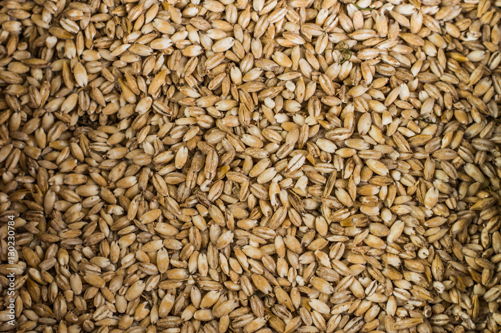 Background of Wheat. Harvest. Close-up. Top view Background of Wheat. Harvest. Close-up. Top view