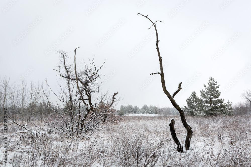 Obraz premium old tree on winter meadow
