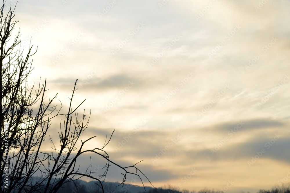 Several branches in front of a mouton