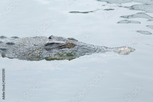 Swimming Crocodile