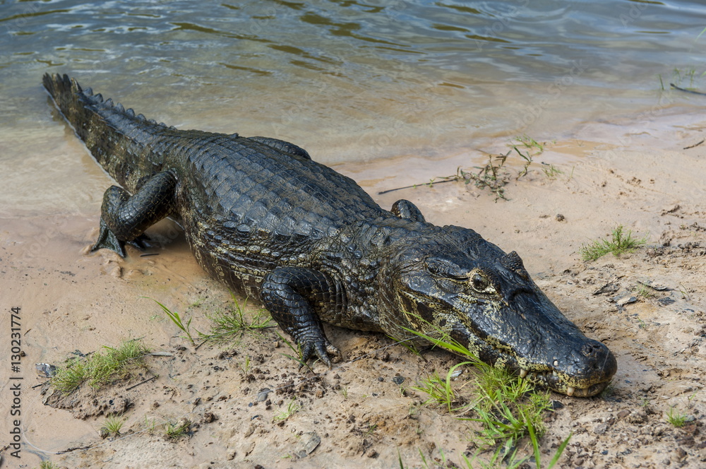 Alligator (Yacare caiman), Pantanal Conservation Area, Brazil Alligator (Yacare caiman), Pantanal Conservation Area, Brazil