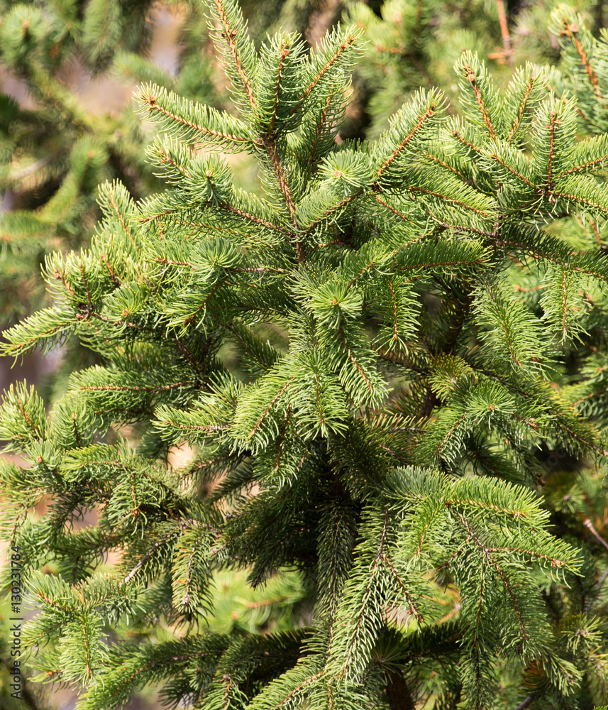 green fir tree in nature green fir tree in nature