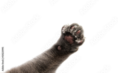 gray cat paw photo