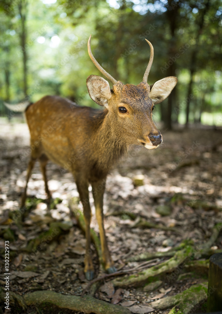 Fototapeta premium Roe deer