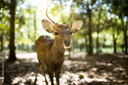 Little roe deer © leungchopan