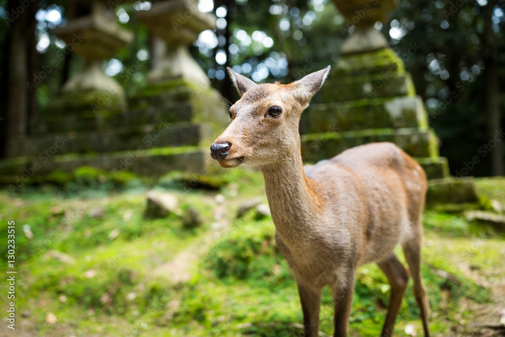 Japanese deer
