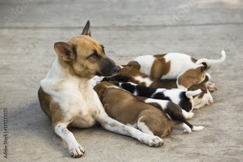 Street female dog feeding milk to its small puppies