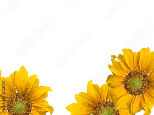 Sunflowers and white background.