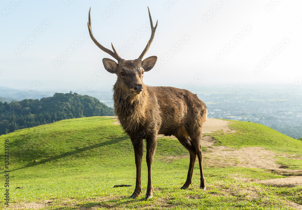 Fototapeta premium Red Stag Deer standing on mountain