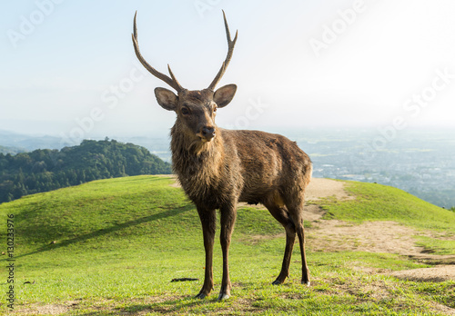 Red Stag Deer standing on mountain