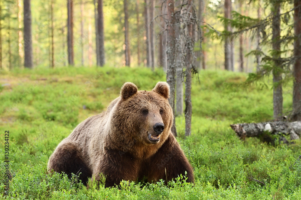 European brown bear resting in forest