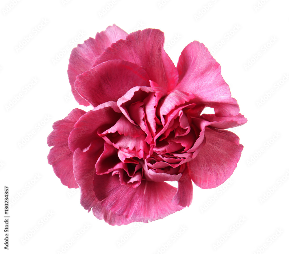Beautiful purple carnation flower isolated on white Beautiful purple carnation flower isolated on white