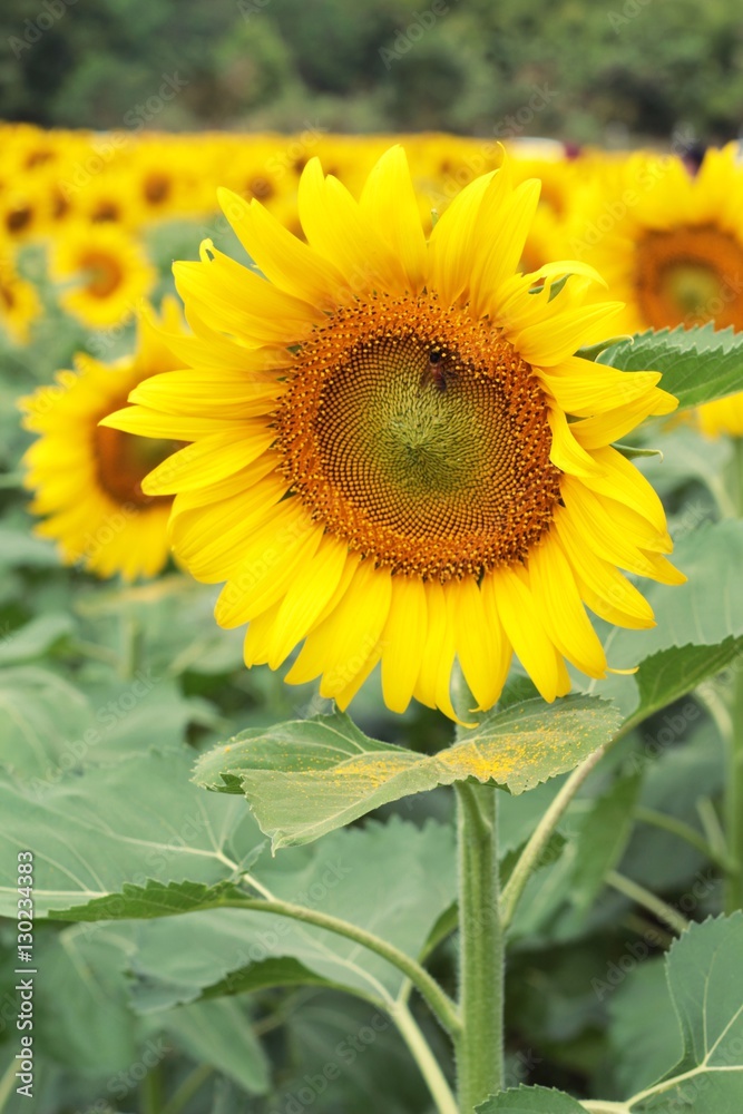 Sunflowers field at beautiful in the garden. Sunflowers field at beautiful in the garden.
