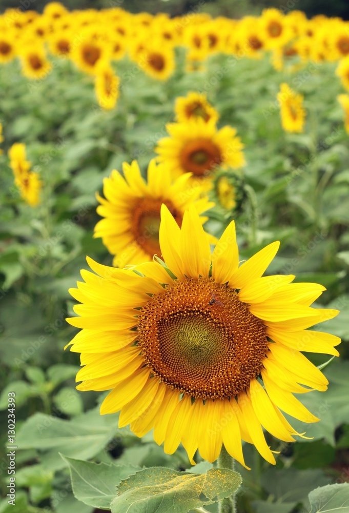 Sunflowers field at beautiful in the garden.
