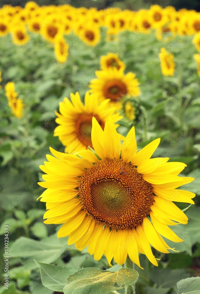 Sunflowers field at beautiful in the garden. Sunflowers field at beautiful in the garden.