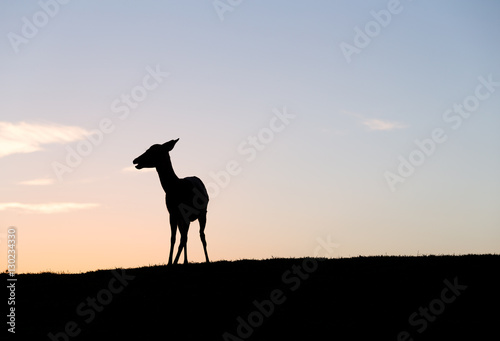 Silhouette of Deer under sunset © leungchopan