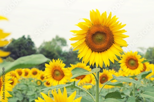 Sunflowers field at beautiful in the garden.