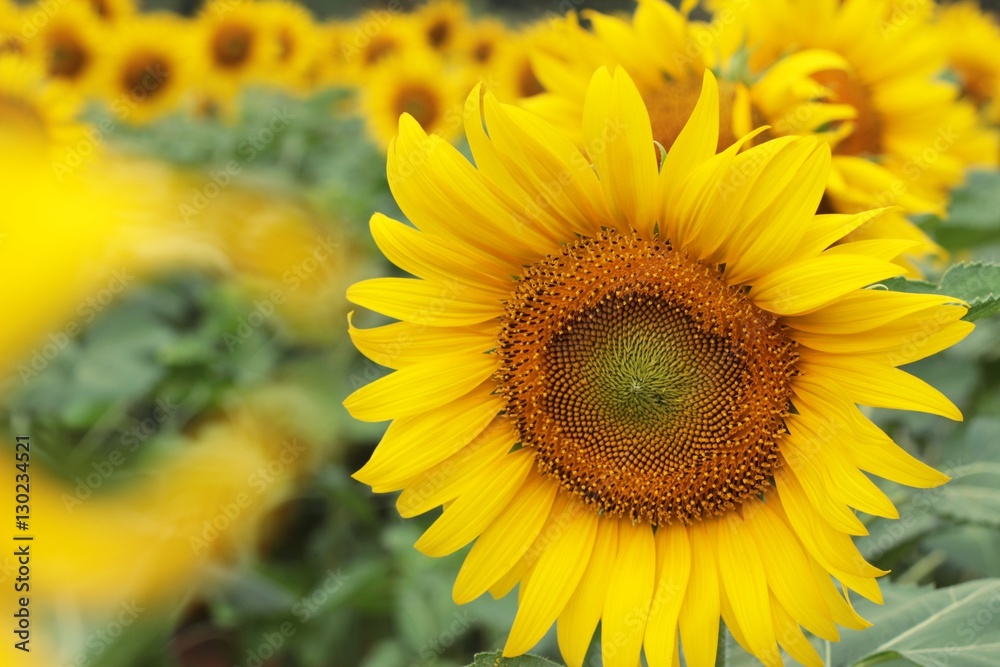 Sunflowers field at beautiful in the garden. Sunflowers field at beautiful in the garden.