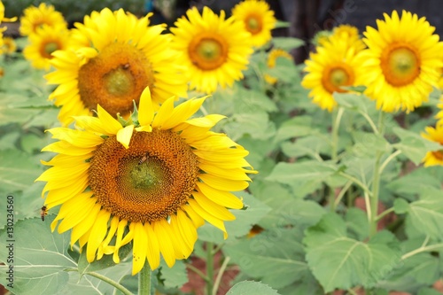 Fototapeta Naklejka Na Ścianę i Meble -  Sunflowers field at beautiful in the garden.