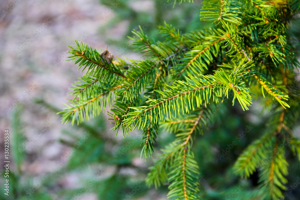 Green spruce needles on a branches Green spruce needles on a branches
