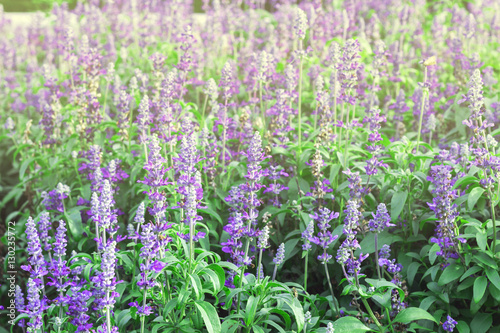 Gardens with the flourishing lavender