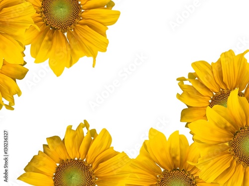 Sunflowers and white background.