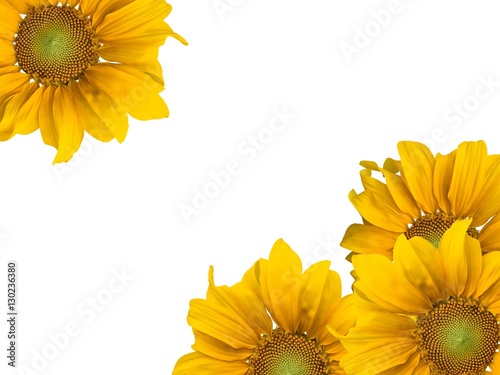 Sunflowers and white background.