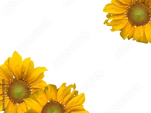 Sunflowers and white background.