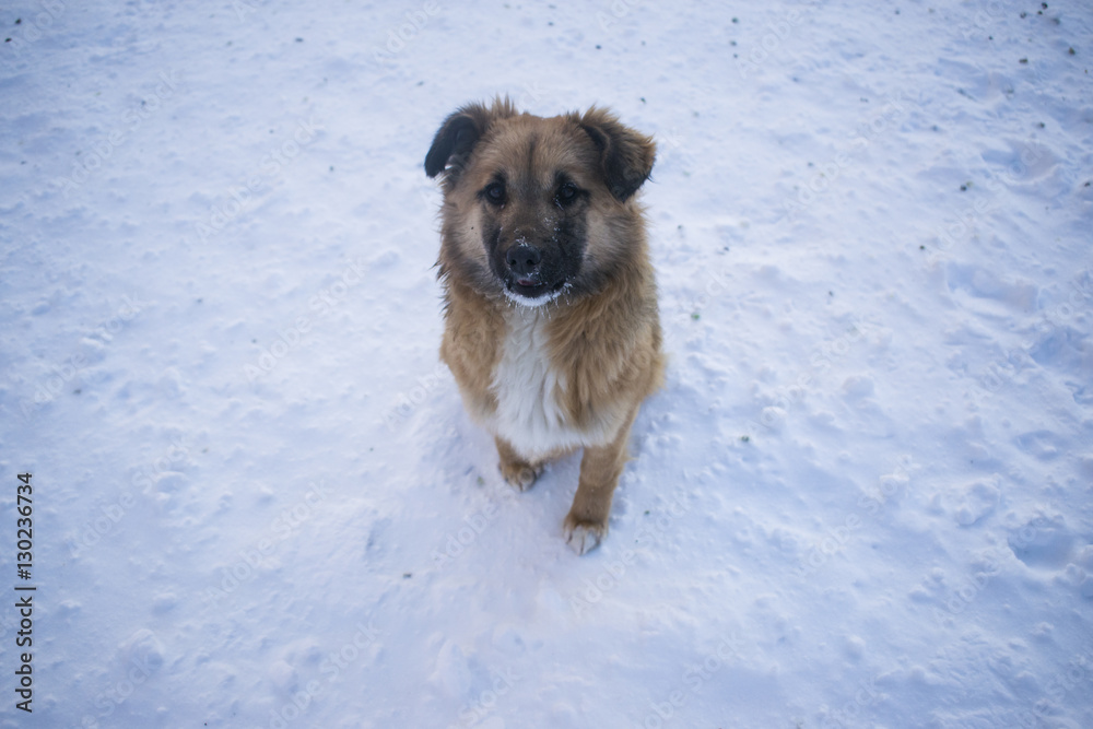 Naklejka premium A street dog sits in the snow and asking for food