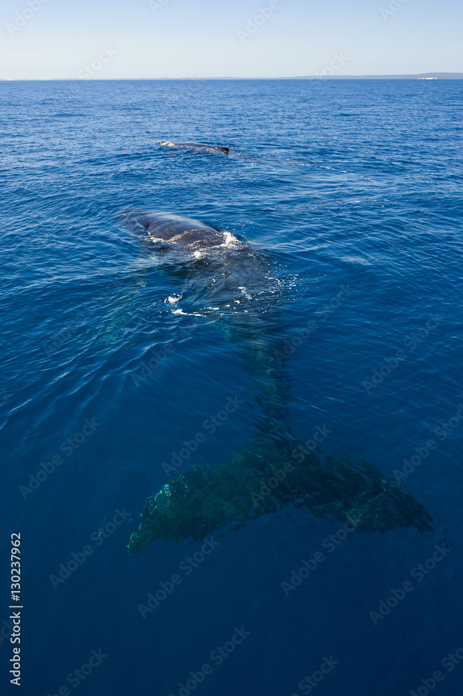 Humpback whale (Megaptera novaeangliae) in Harvey Bay, Queensland Humpback whale (Megaptera novaeangliae) in Harvey Bay, Queensland