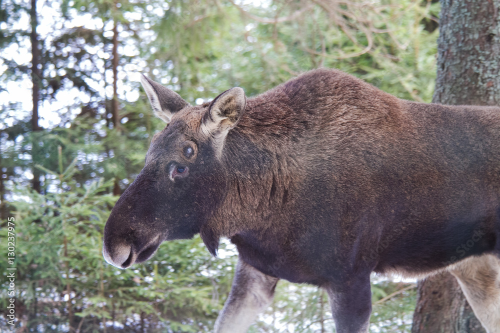 An animal portrait of an European moose in the winter in a forest. An animal portrait of an European moose in the winter in a forest.