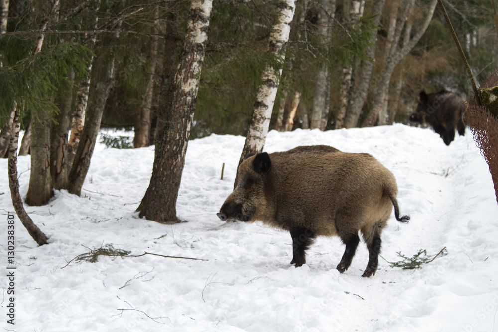 An animal portrait of an adult wild boar in the winter. An animal portrait of an adult wild boar in the winter.