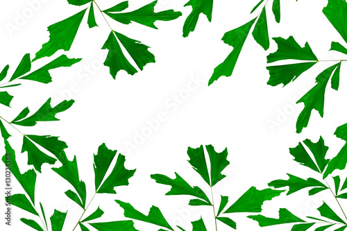 Pattern of green leaf plant (Caryota urens,Fishtail Palm, Wart Fishtail Palm,Caryota mitis Lour) on white background.