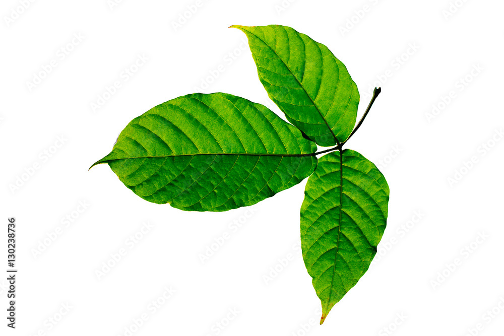 Fototapeta premium leaf isolated on white background.