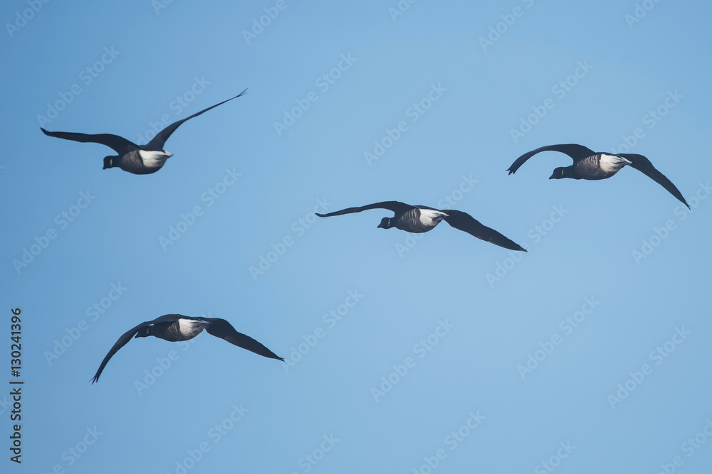 Brent Goose, Branta bernicla
