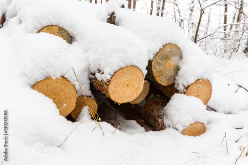 snow-covered woden logs © Pavlo Klymenko