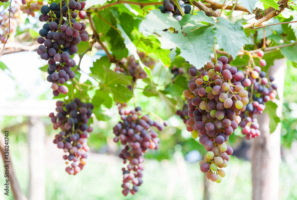 Bunches of wine grapes hanging on the vine with green leaves  in garden