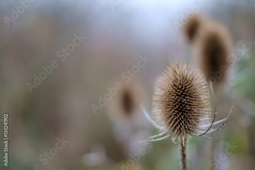 teasel heads