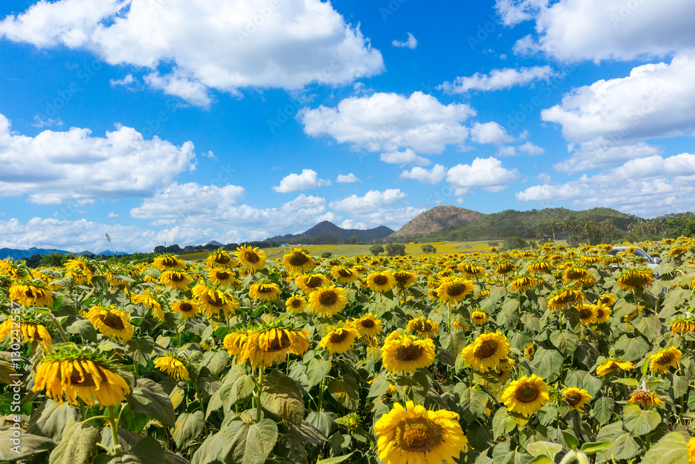 Obraz premium Sunflower on the beautiful sky.