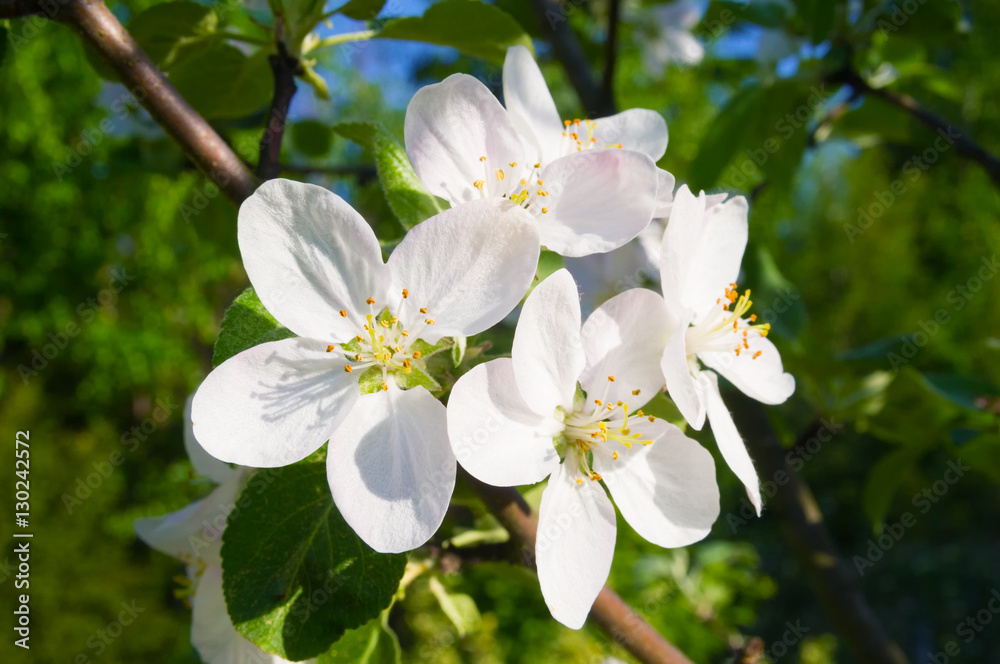 Blooming apple-tree flowers