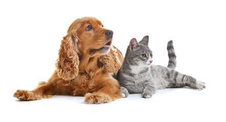 Cute dog and cat together on white background