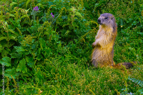 hautes pyrénées; la pahule : groundhog photo