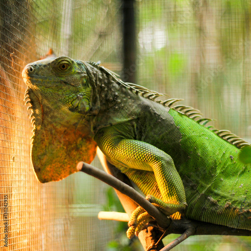 iguana