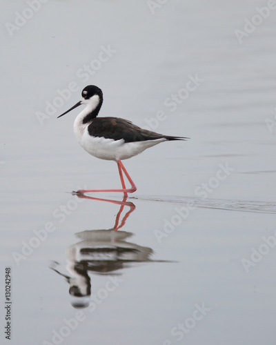 Black-necked stilt and its reflection, seen in a North California marsh