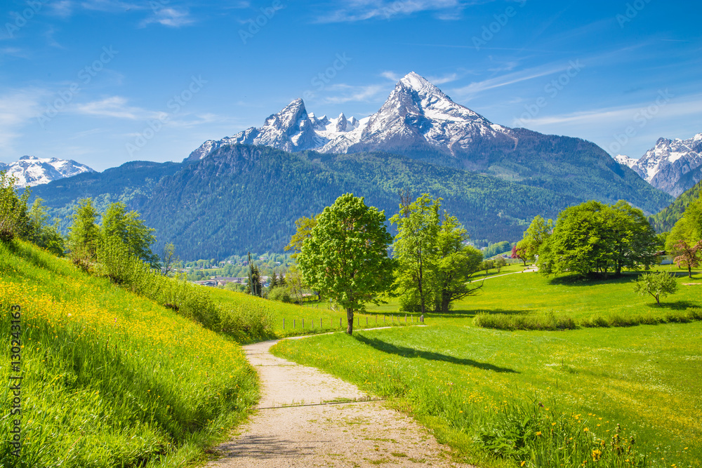 Hiking trail in alpine scenery with blooming meadows in summer