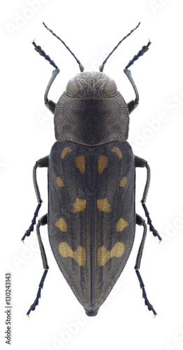 Beetle Trachypteris picta decostigma on a white background