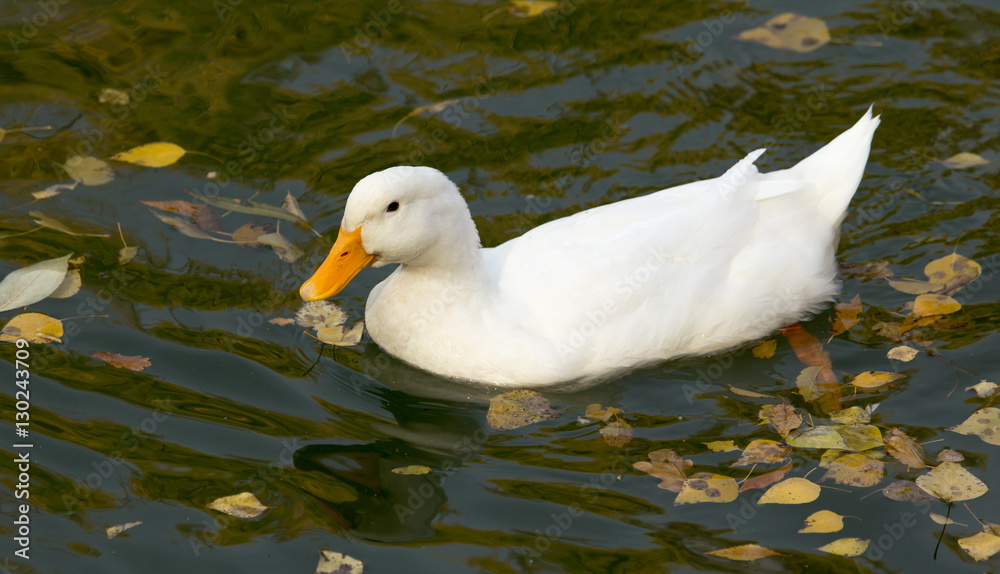 white duck on the lake in autumn