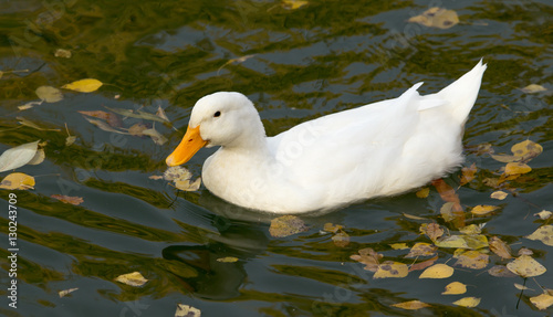 white duck on the lake in autumn