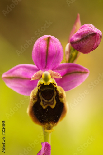 Wild Orchid hybrid Oprhys x Turiana flower detail photo